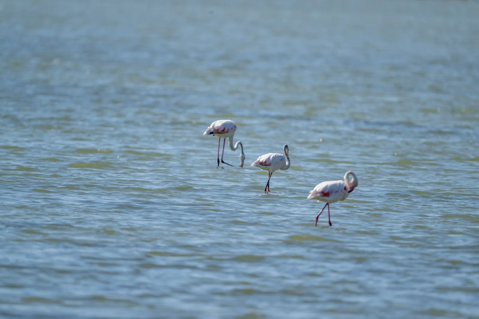 Flamingo në Lagunën e Nartës
