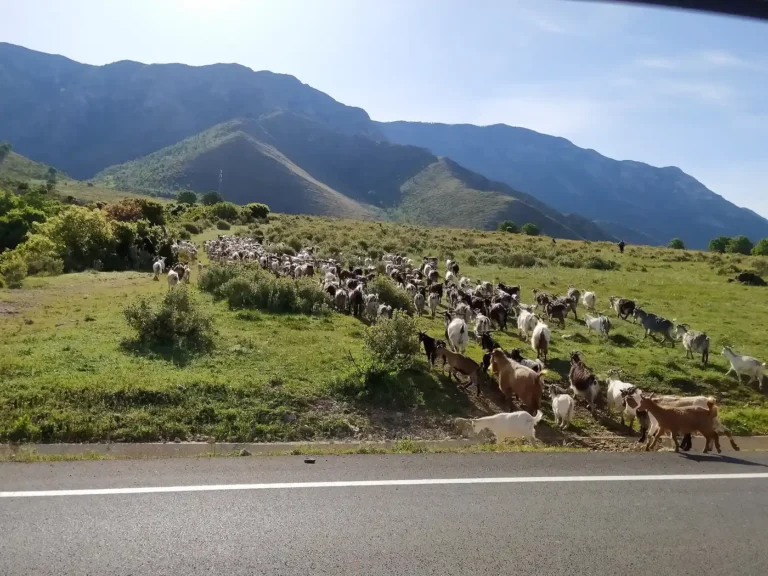 Dukati dhe Tragjasi: Fshatrat e Luginës nën Llogara, Izvori dhe Kalaja e Gjon Boçarit