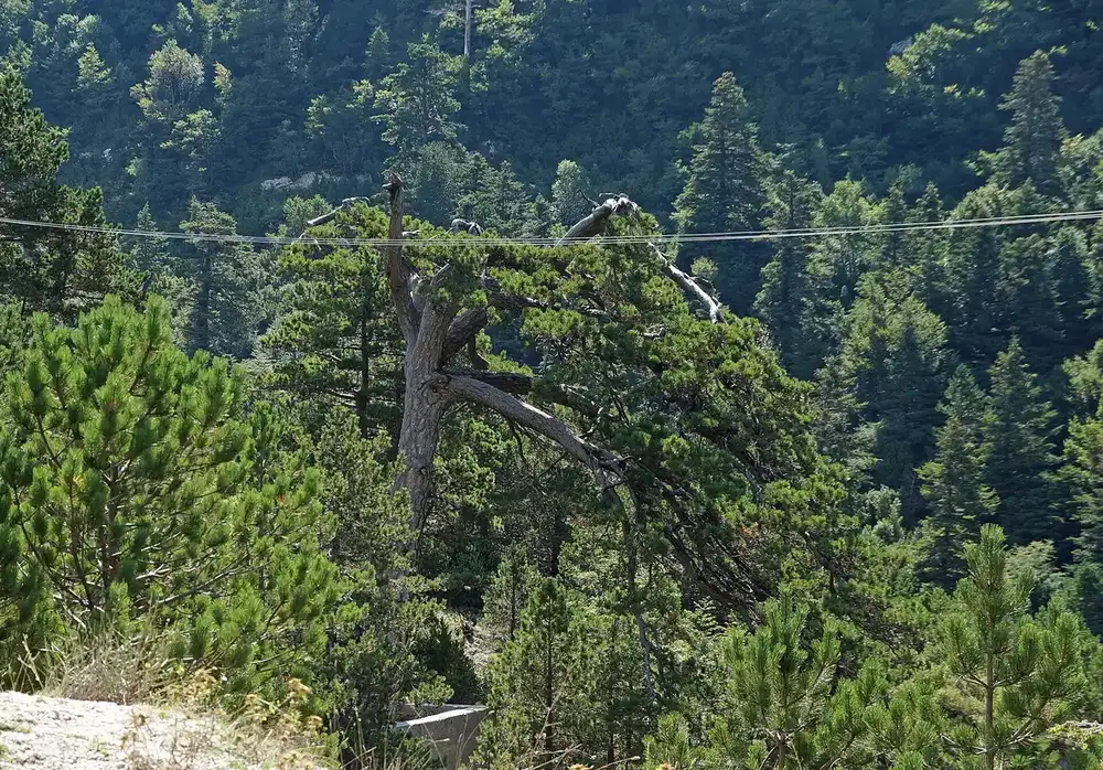 Pisha e Flamurit, monument natyre në Parkun e Llogarasë